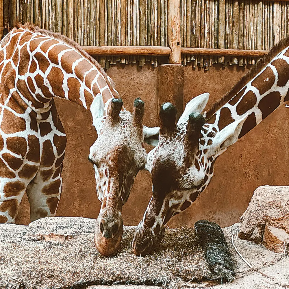 Lincoln Park Zoo
