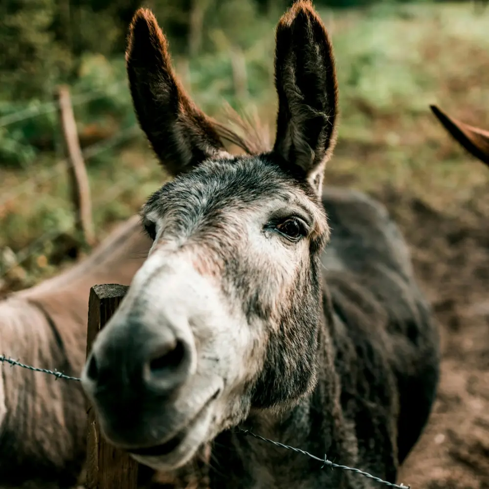 Arizona’s Donkey-in-a-Bathtub Law: A Quirky Legacy of the 1920s
