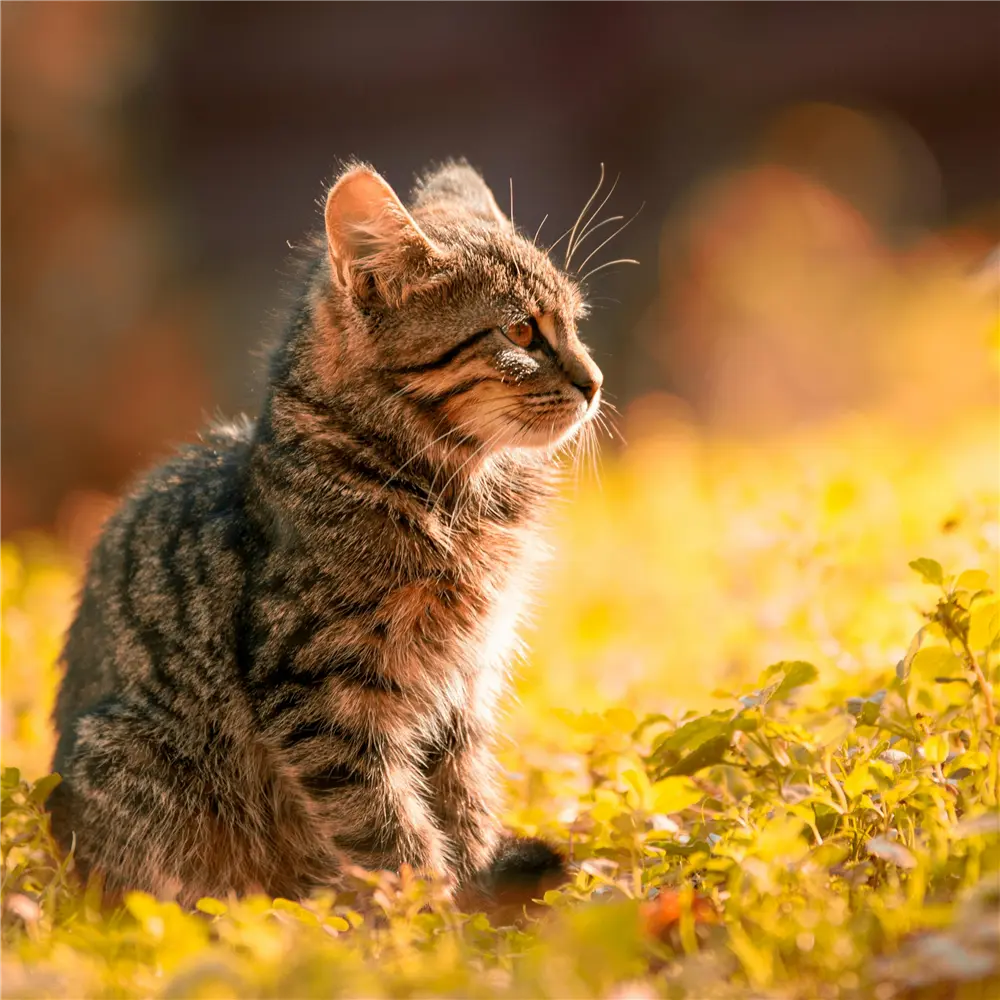 When Animals Faced Justice