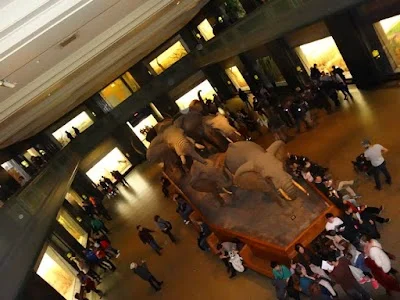 American Museum of Natural History