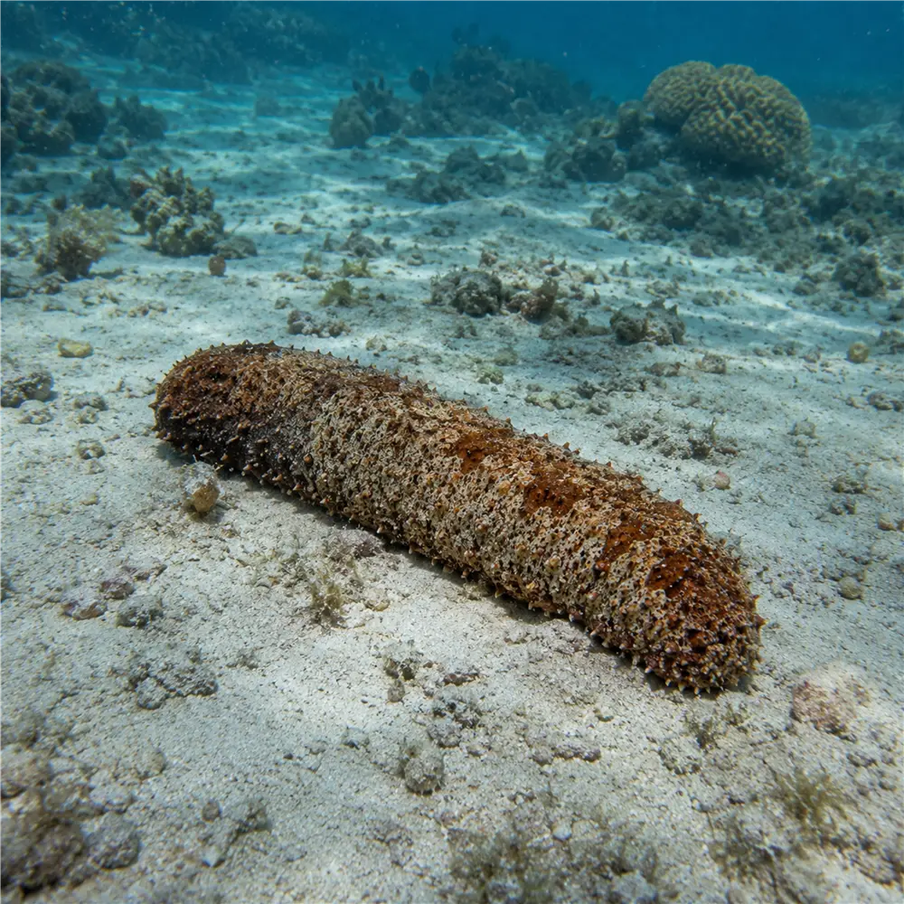 Sea Cucumbers Can Liquefy Their Bodies