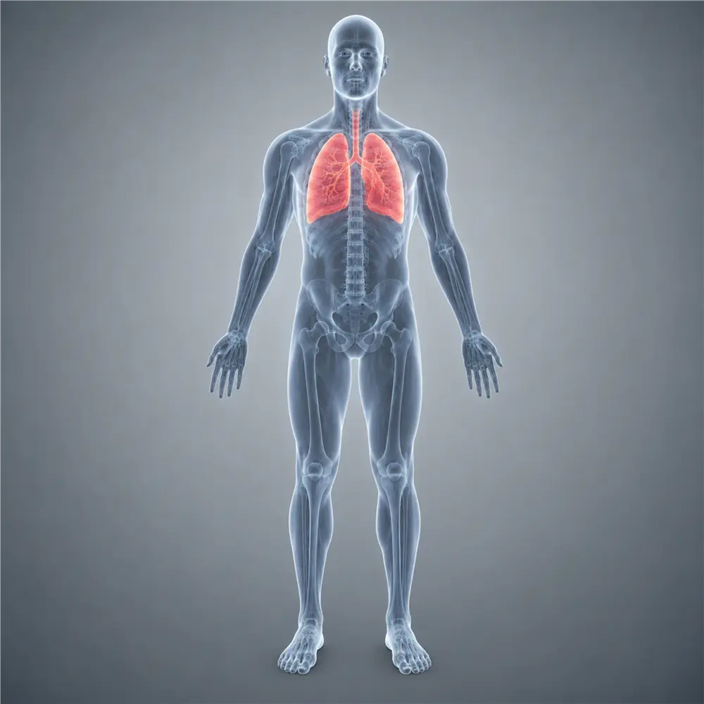 The Lungs