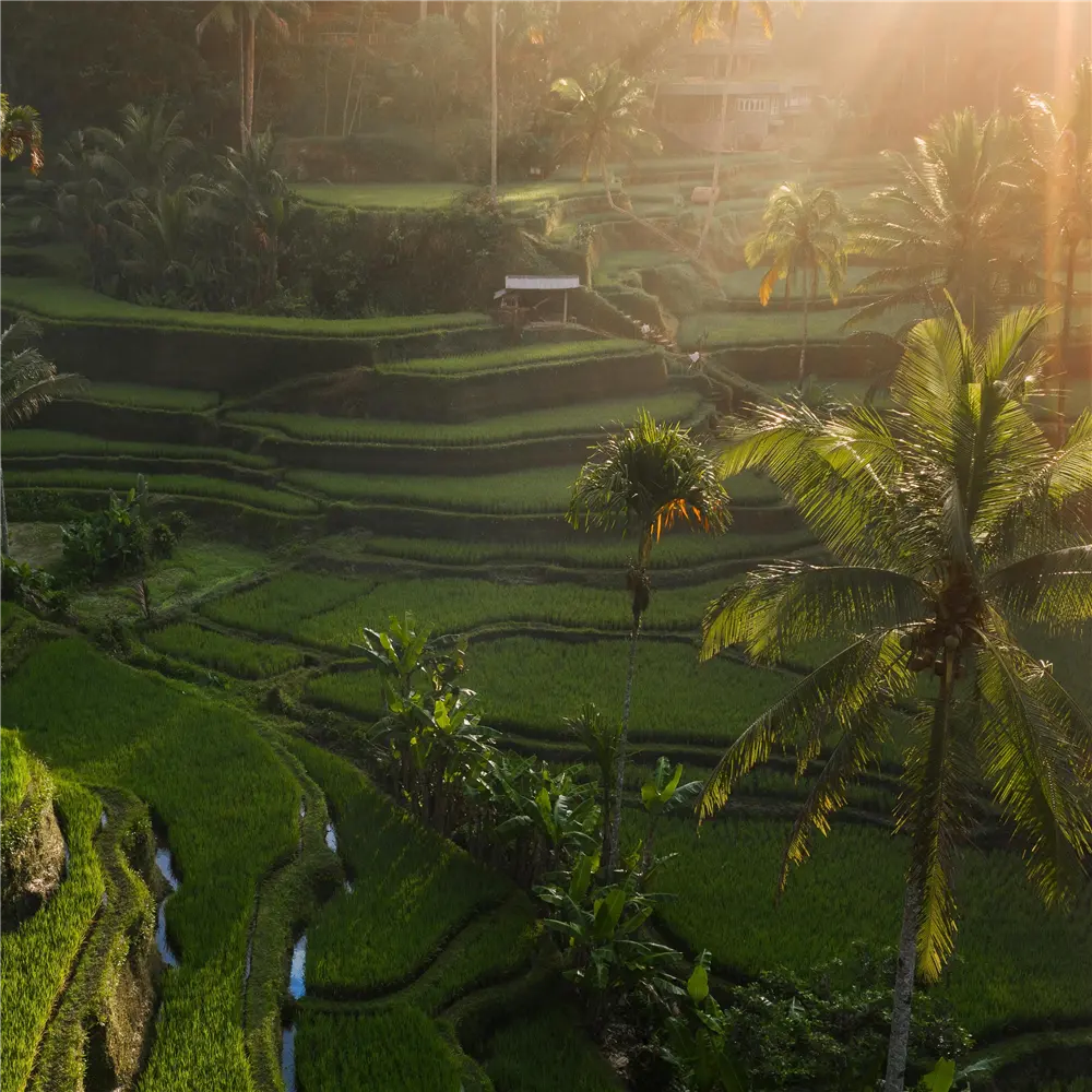 Tegalalang Rice Terraces
