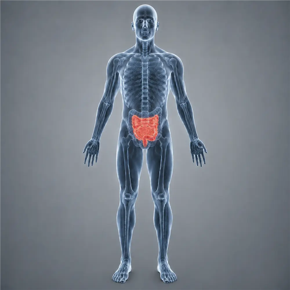 The Small Intestine