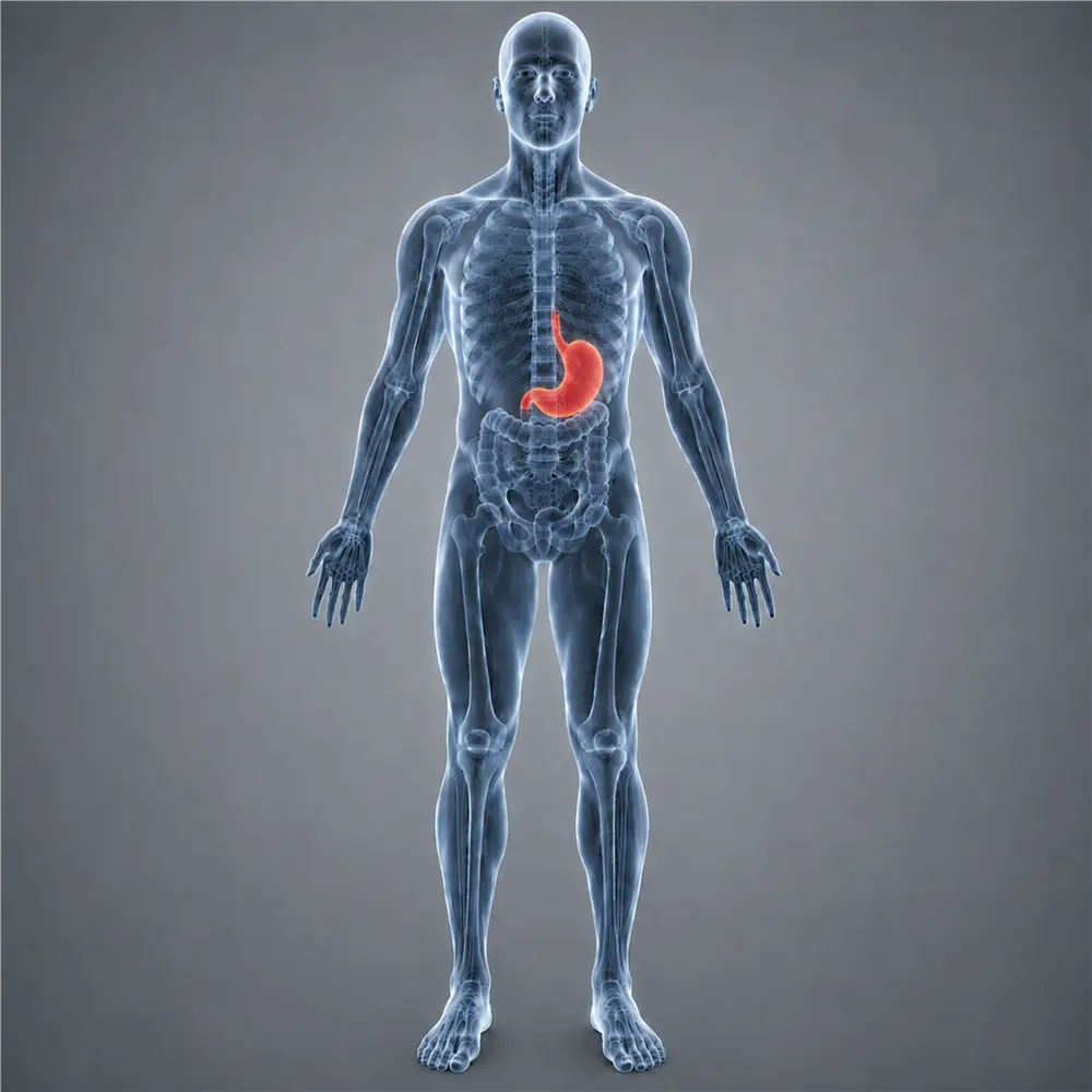 The Stomach