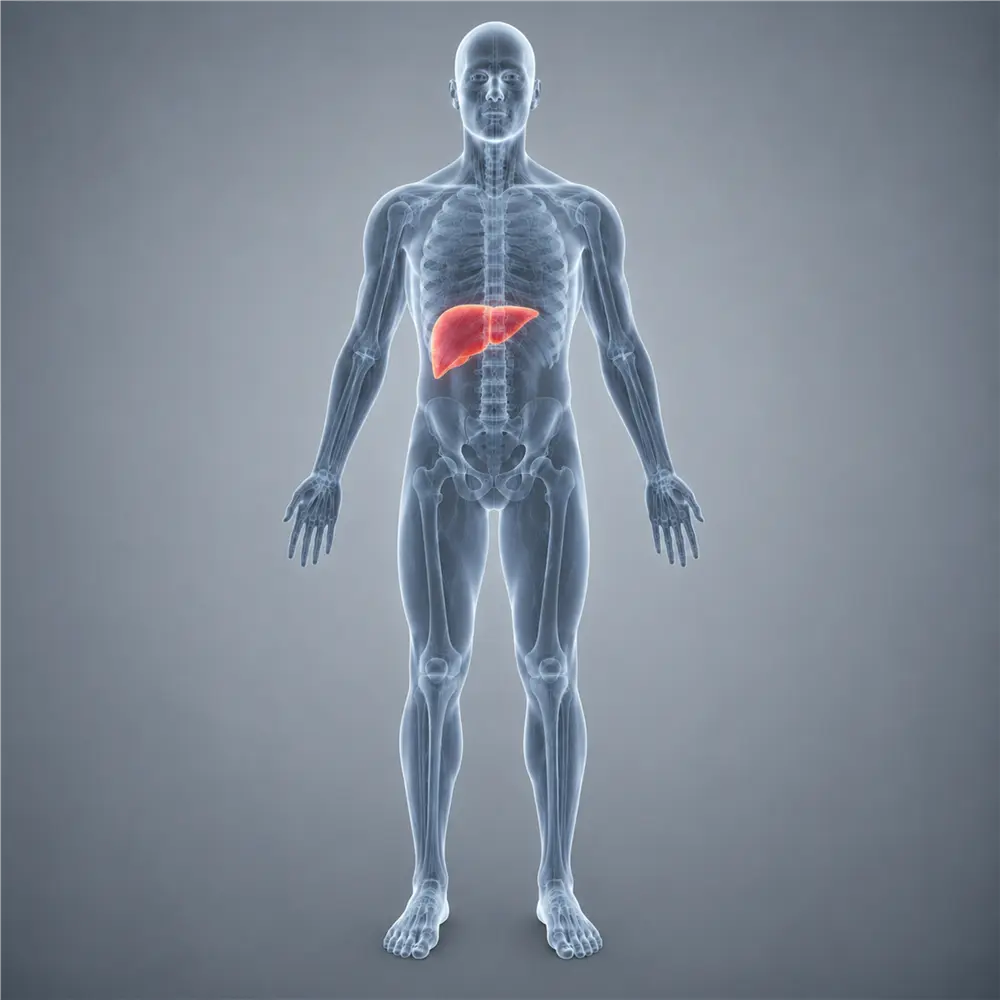 The Liver