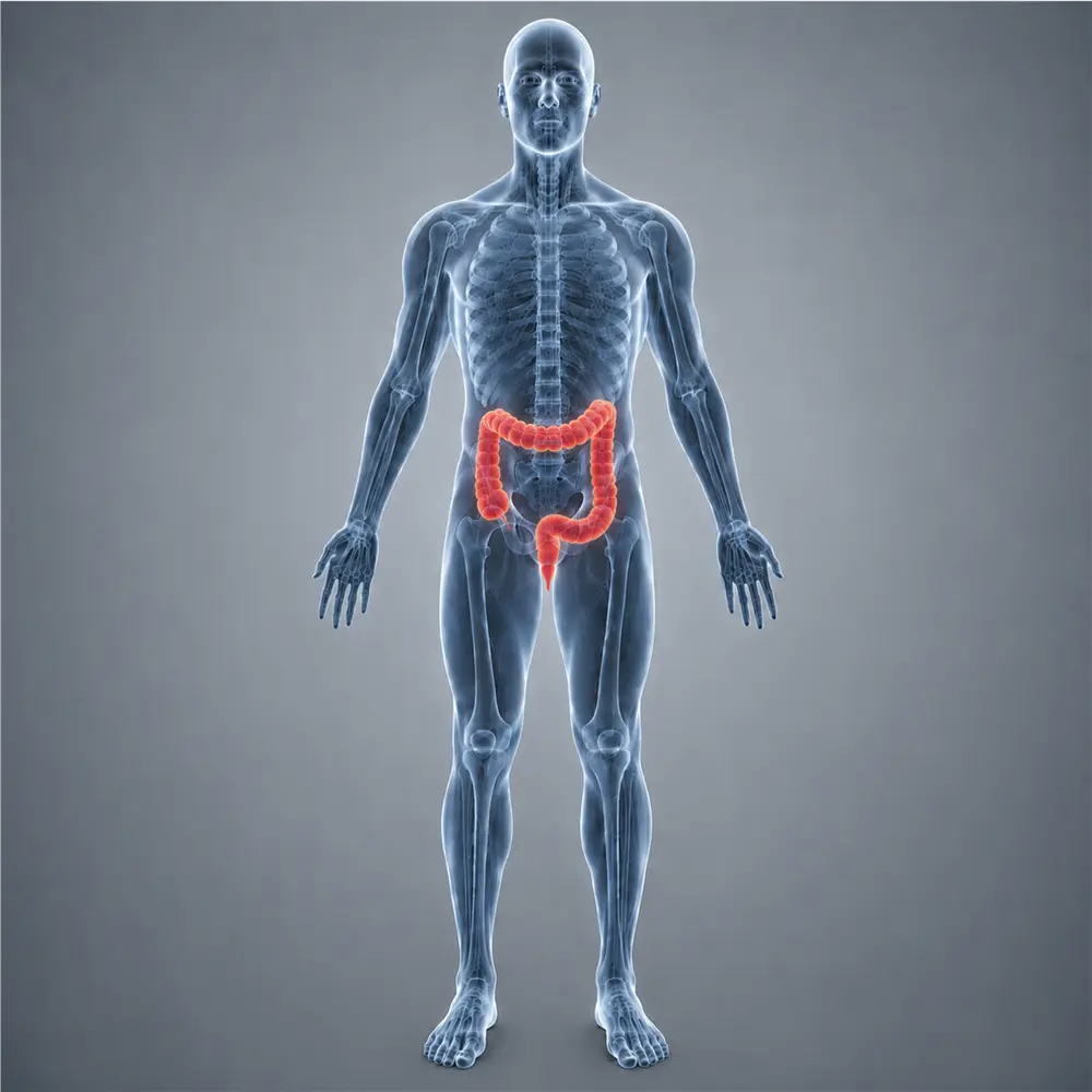 The Large Intestine