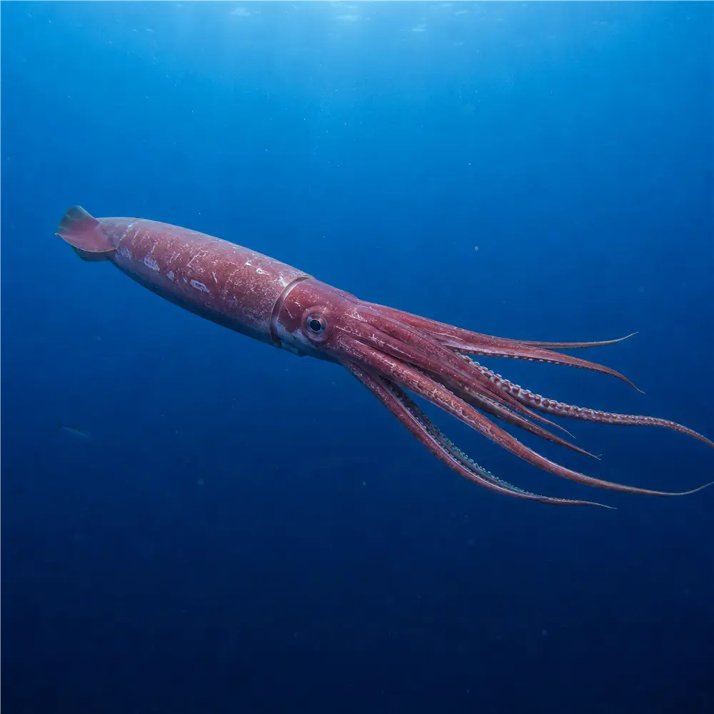 Giant Squid Were Once Thought to Be Myths