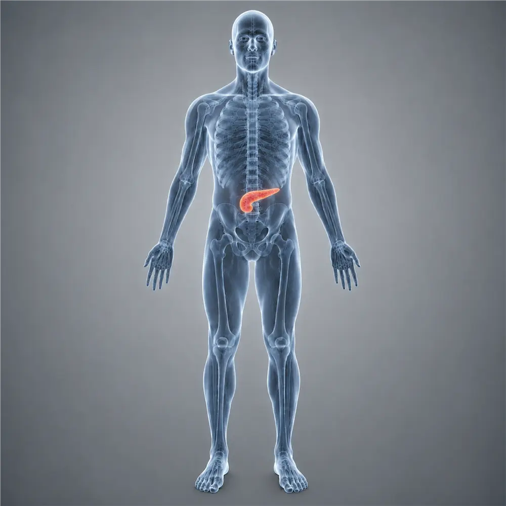 The Pancreas