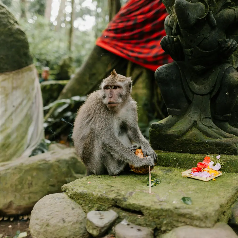Sacred Monkey Forest Sanctuary